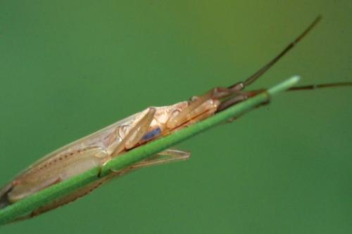 Stenodema laevigata